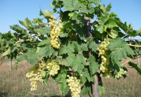 Uva - Uva Sublima Seedless